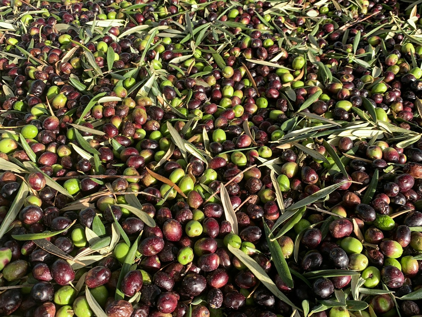 La historia detrás del aceite virgen extra Mediterra Oil