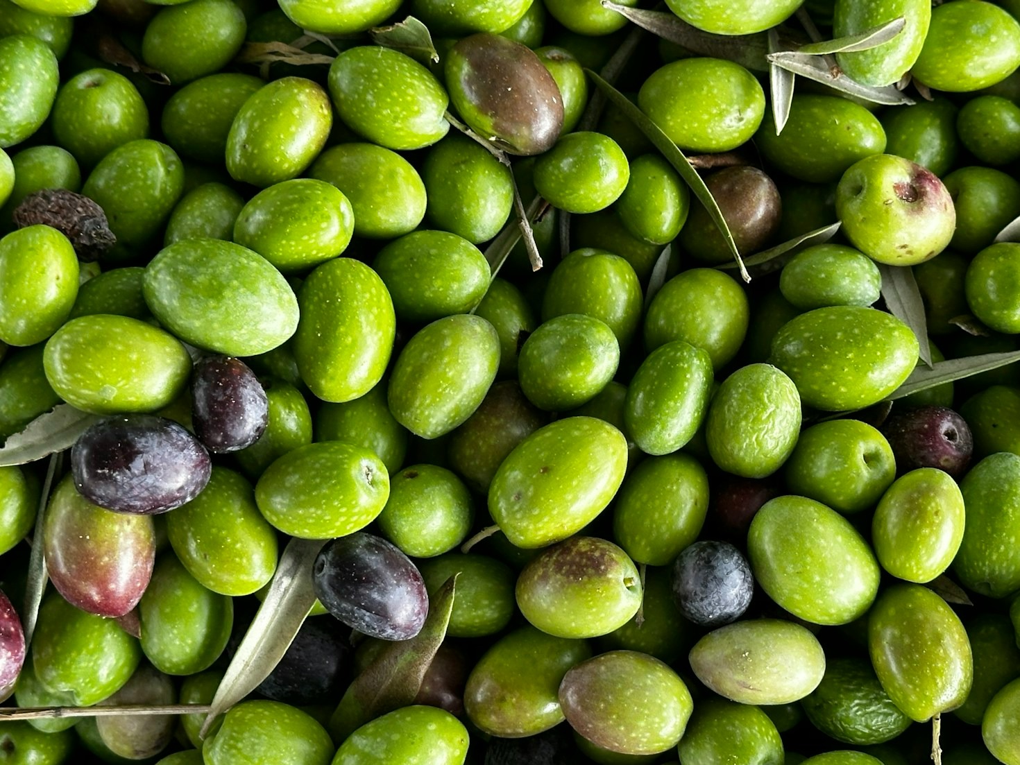 Descubre la tradición catalana a través del aceite de oliva
